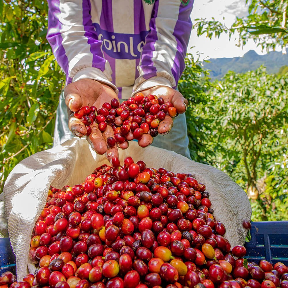 Hands holding an assortment of red berries.